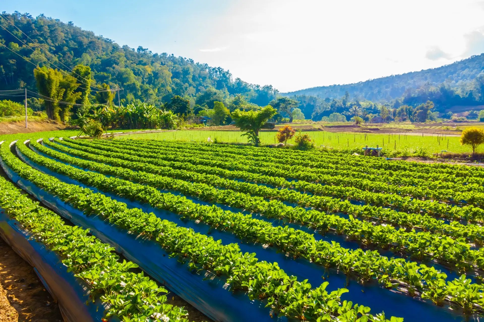 Lavoura em curvas com montanhas e plantação de morangos ao fundo