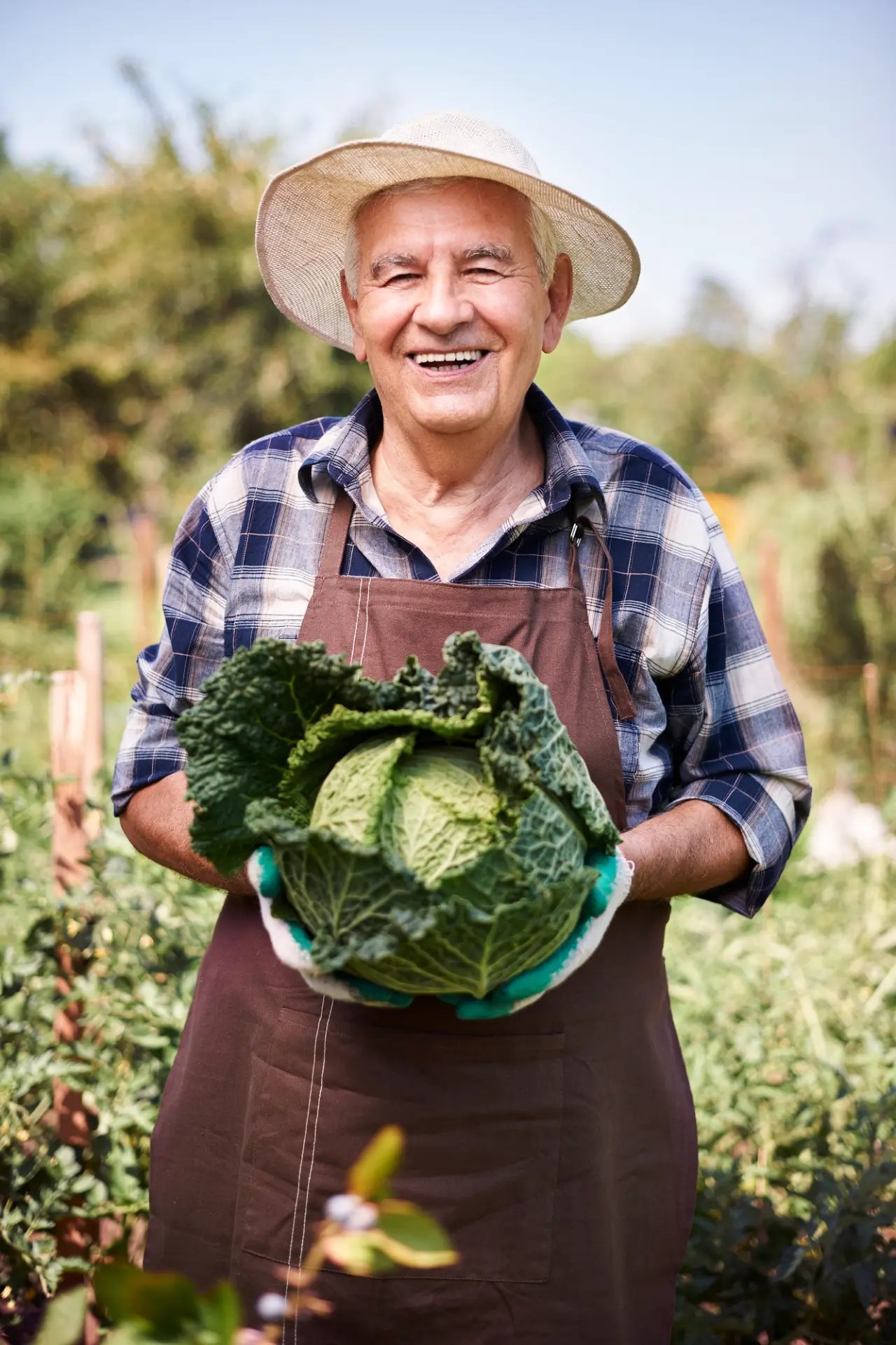 Produtor rural segurando repolho colhido na lavoura